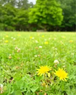 夫婦っていう幸せをおしえてくれて、ほんとにありがとう🌼🧚🏻‍♀️🍀🫶🏻🍒